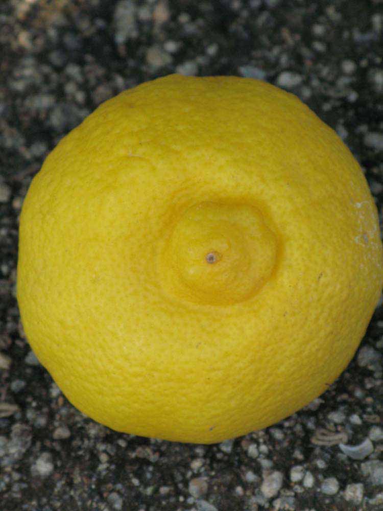            Fruit (Riverside, CA)   